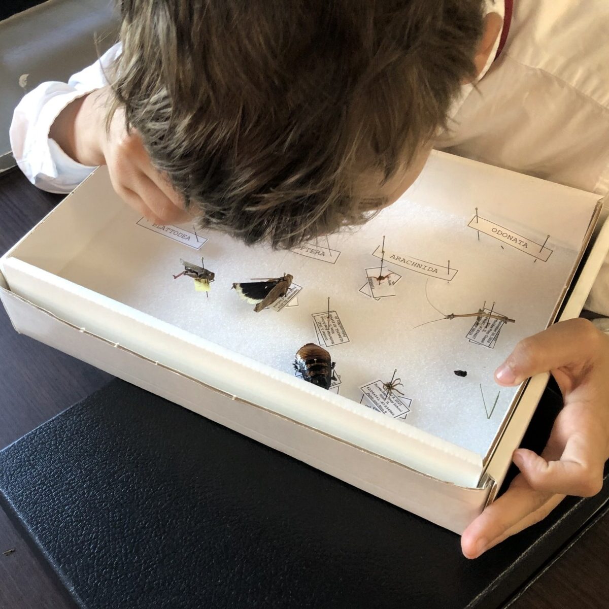 MS Bugs & Botany
